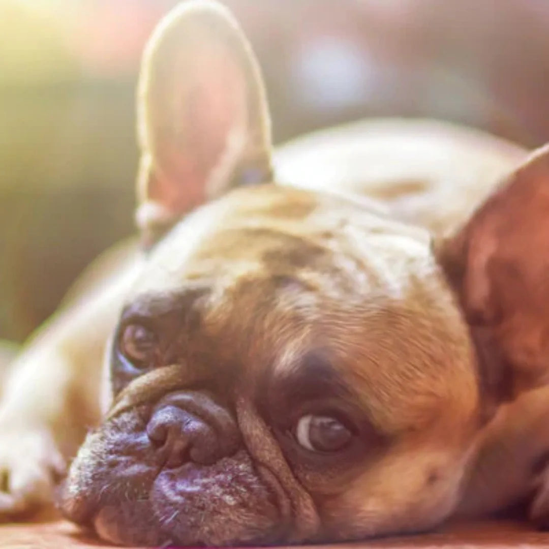 cute dog