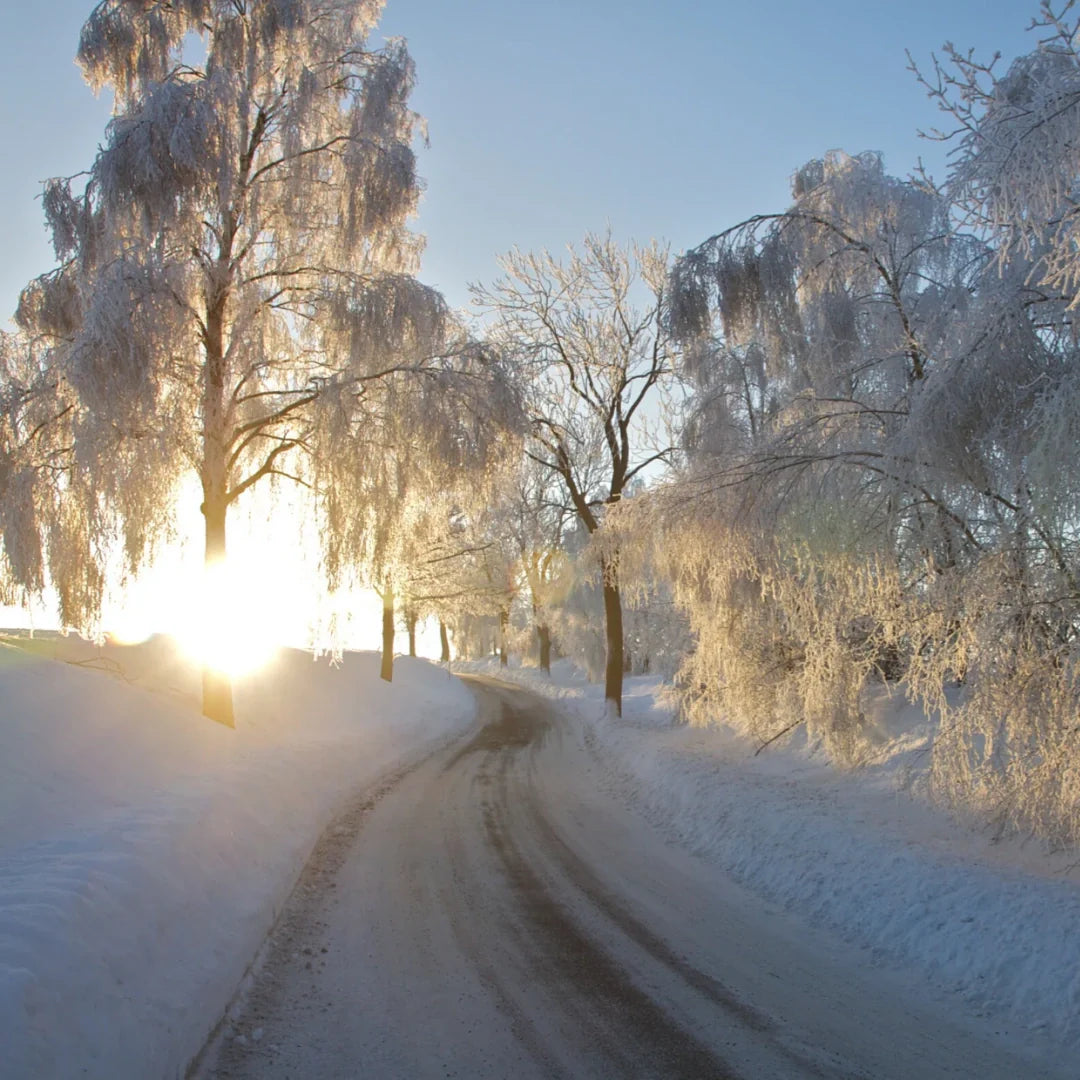 panoramic view of a snowy road and trees