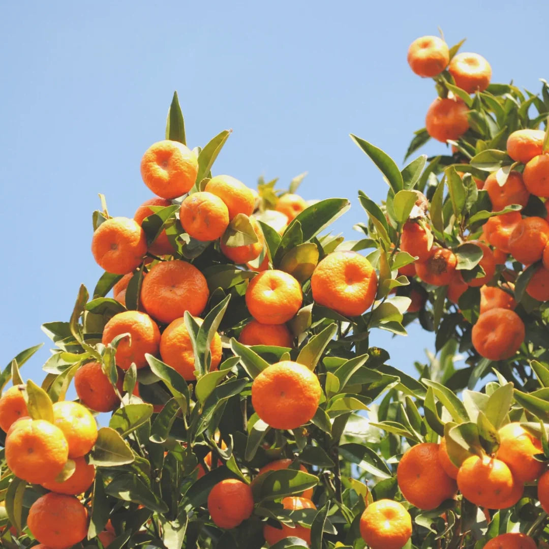 mandarin tree