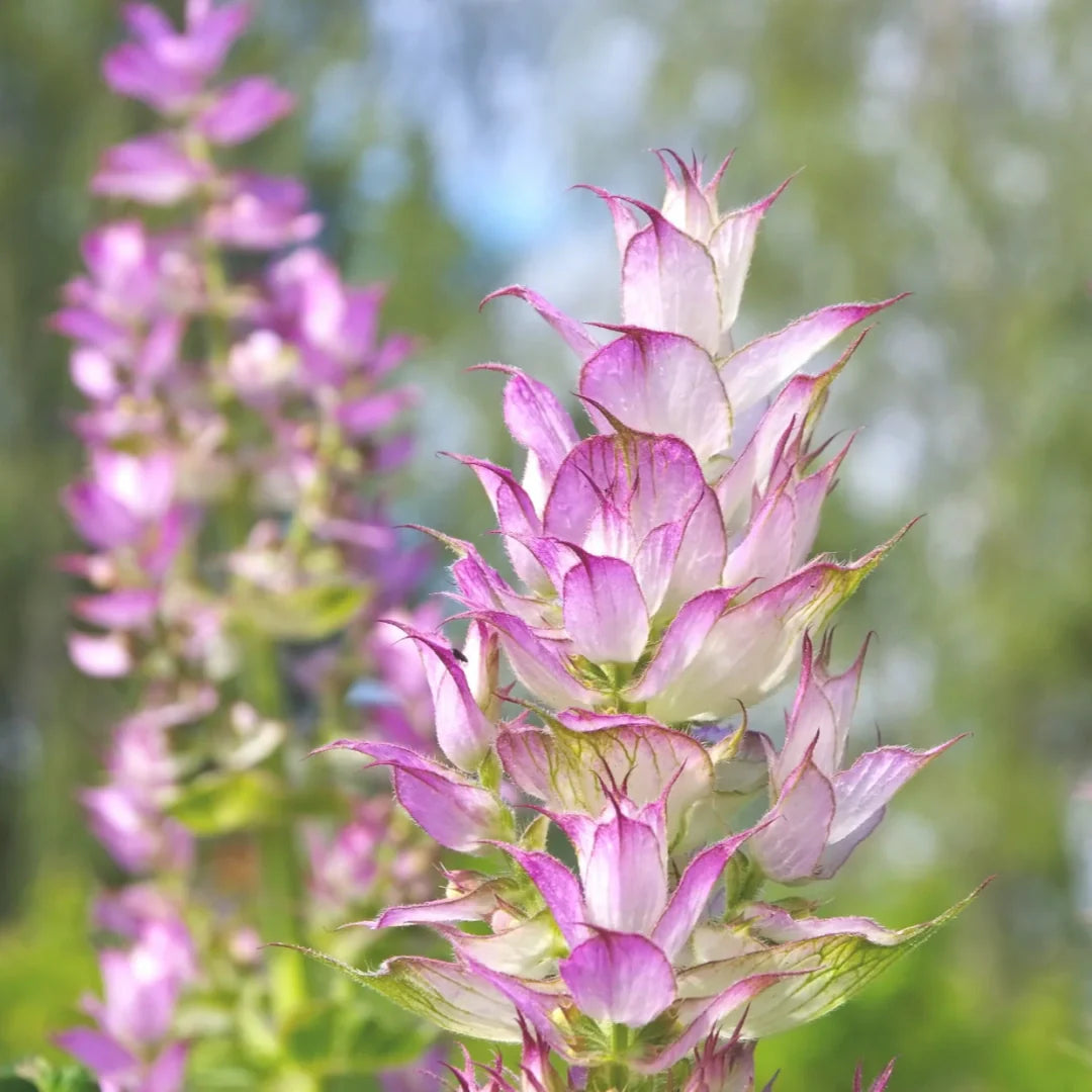 clary sage