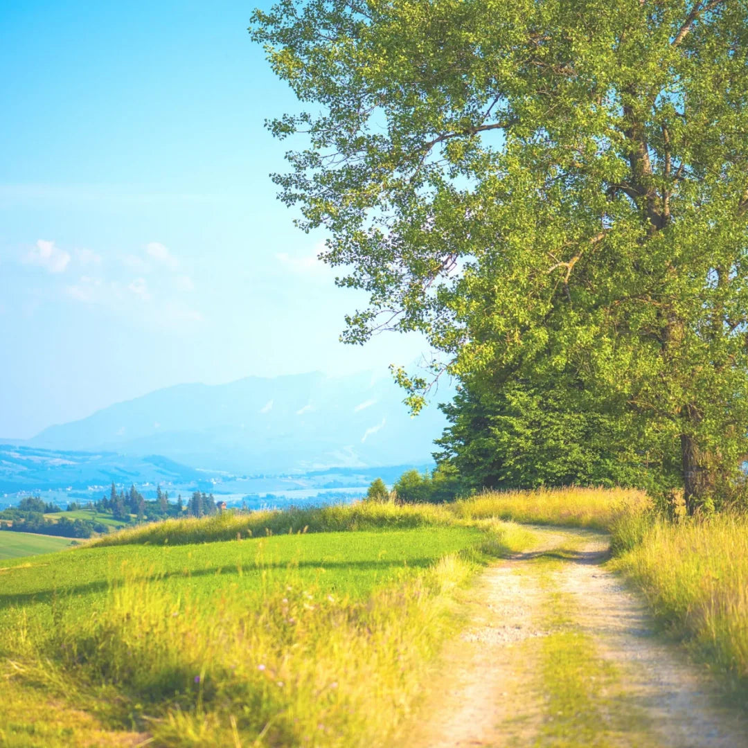 panoramic view of a country side road