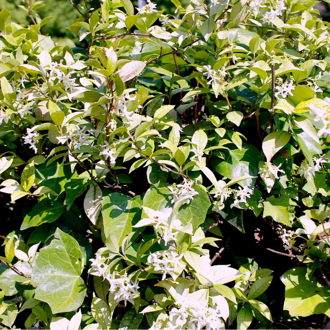 Jasmine plant