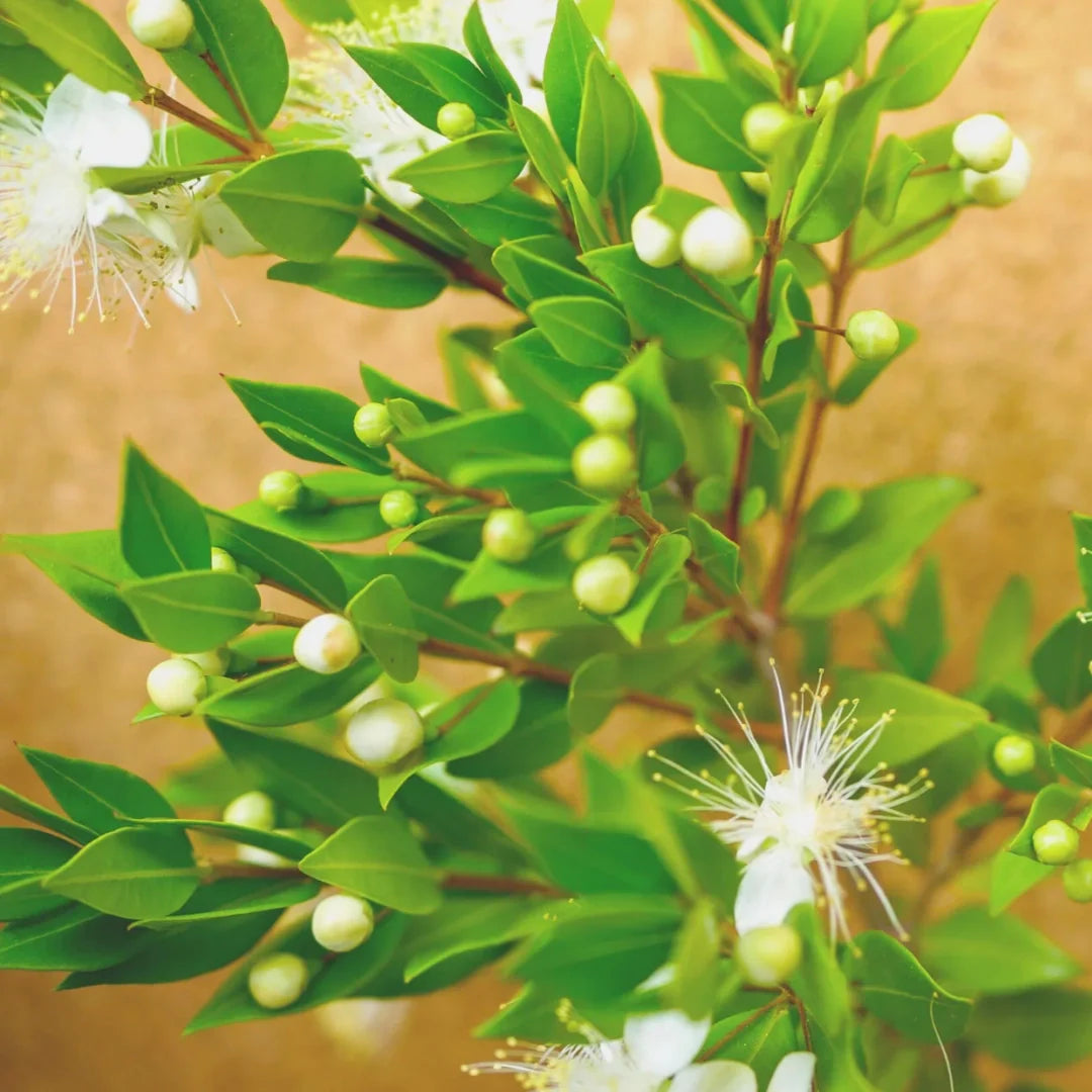 Lemon Myrtle plant