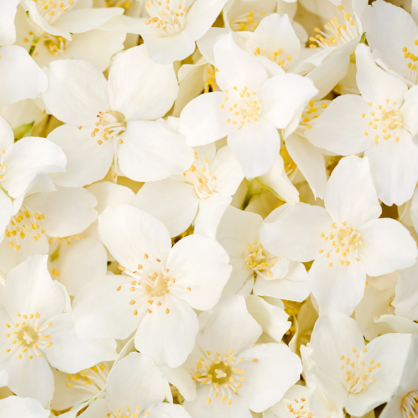 White jasmine flowers