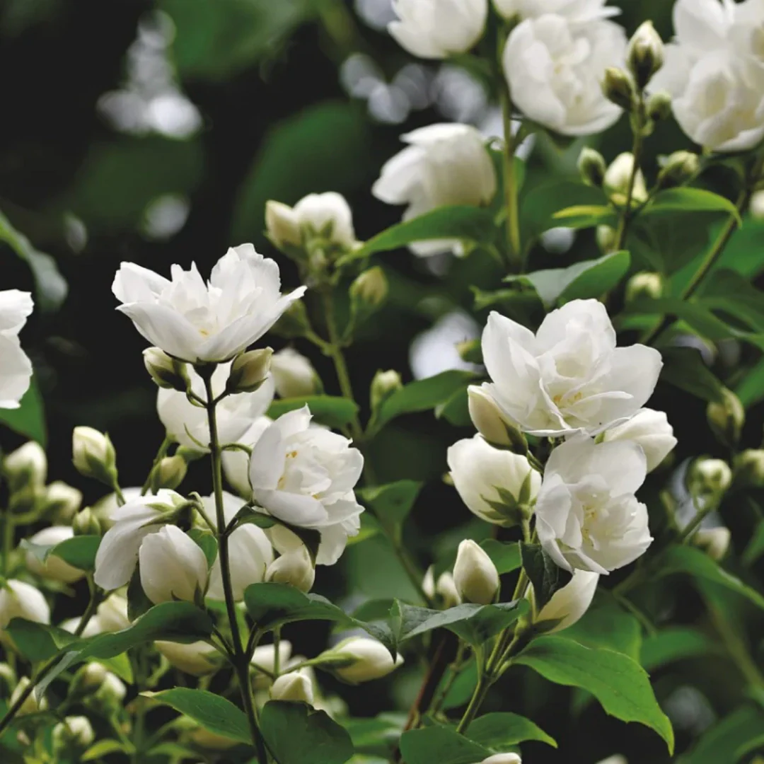 Jasmine flowers