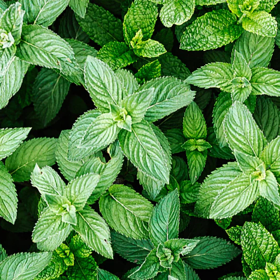 spearmint plant