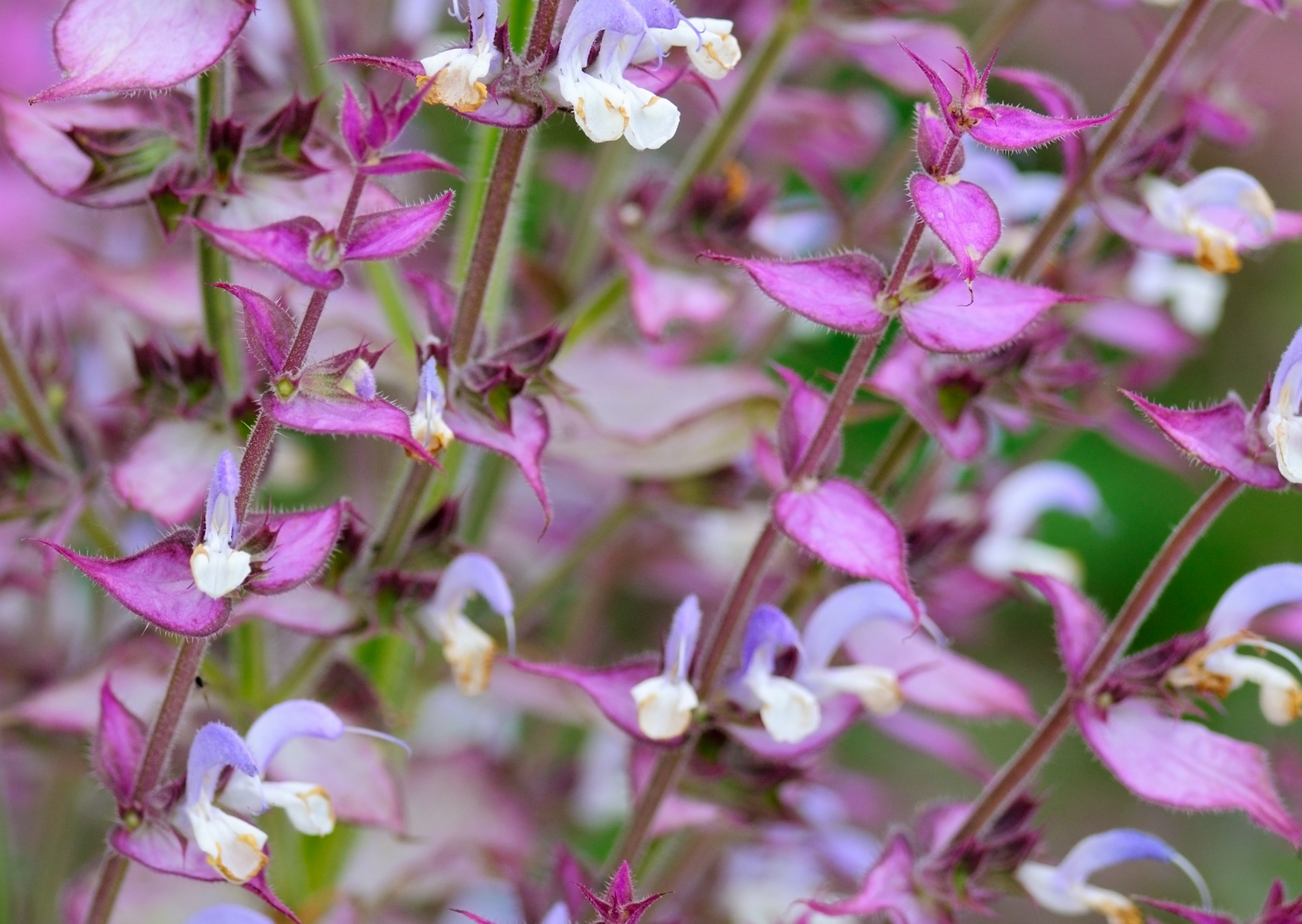 Clary Sage plant