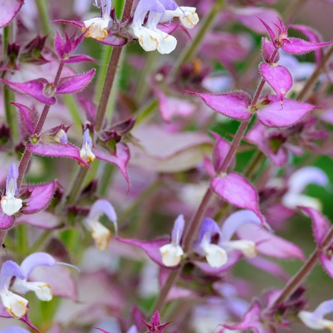 Clary Sage plant