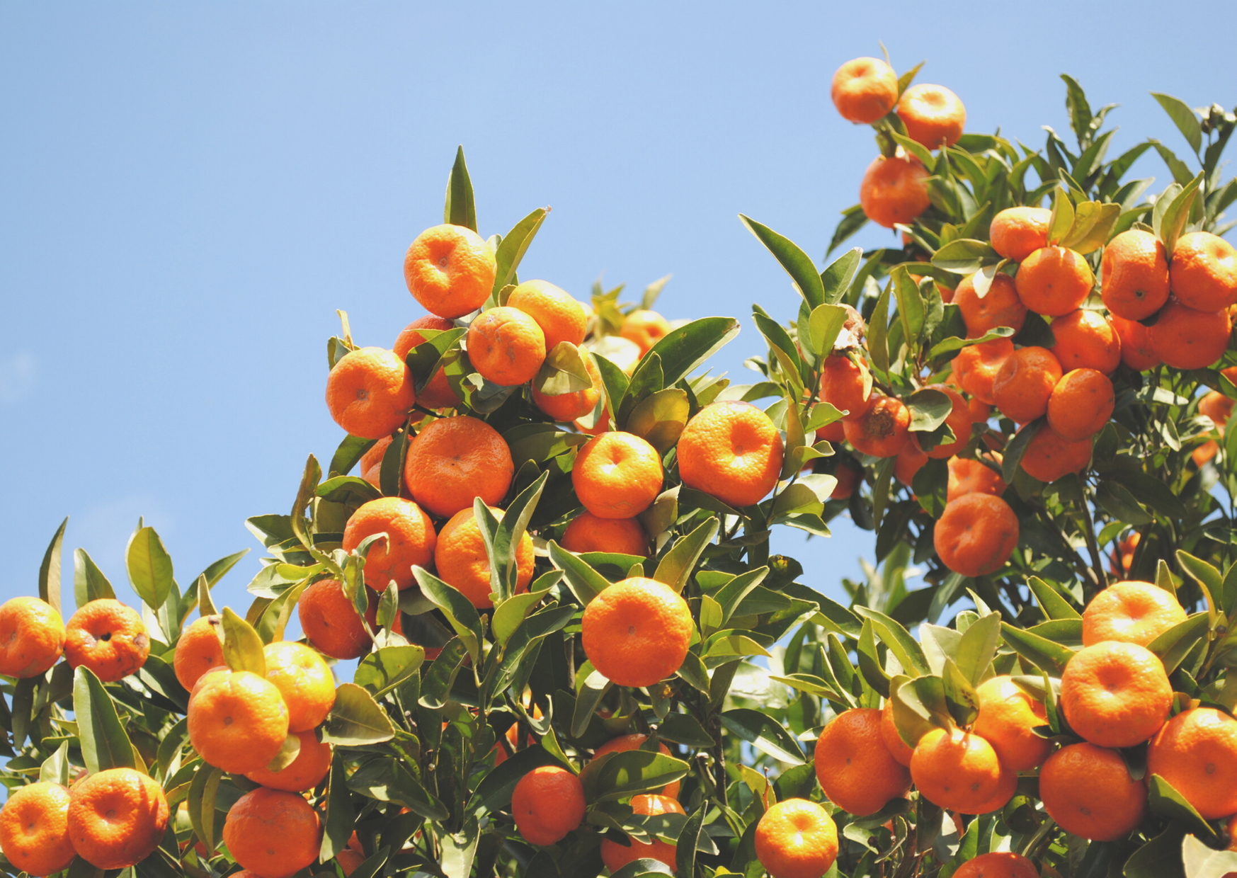 mandarin tree