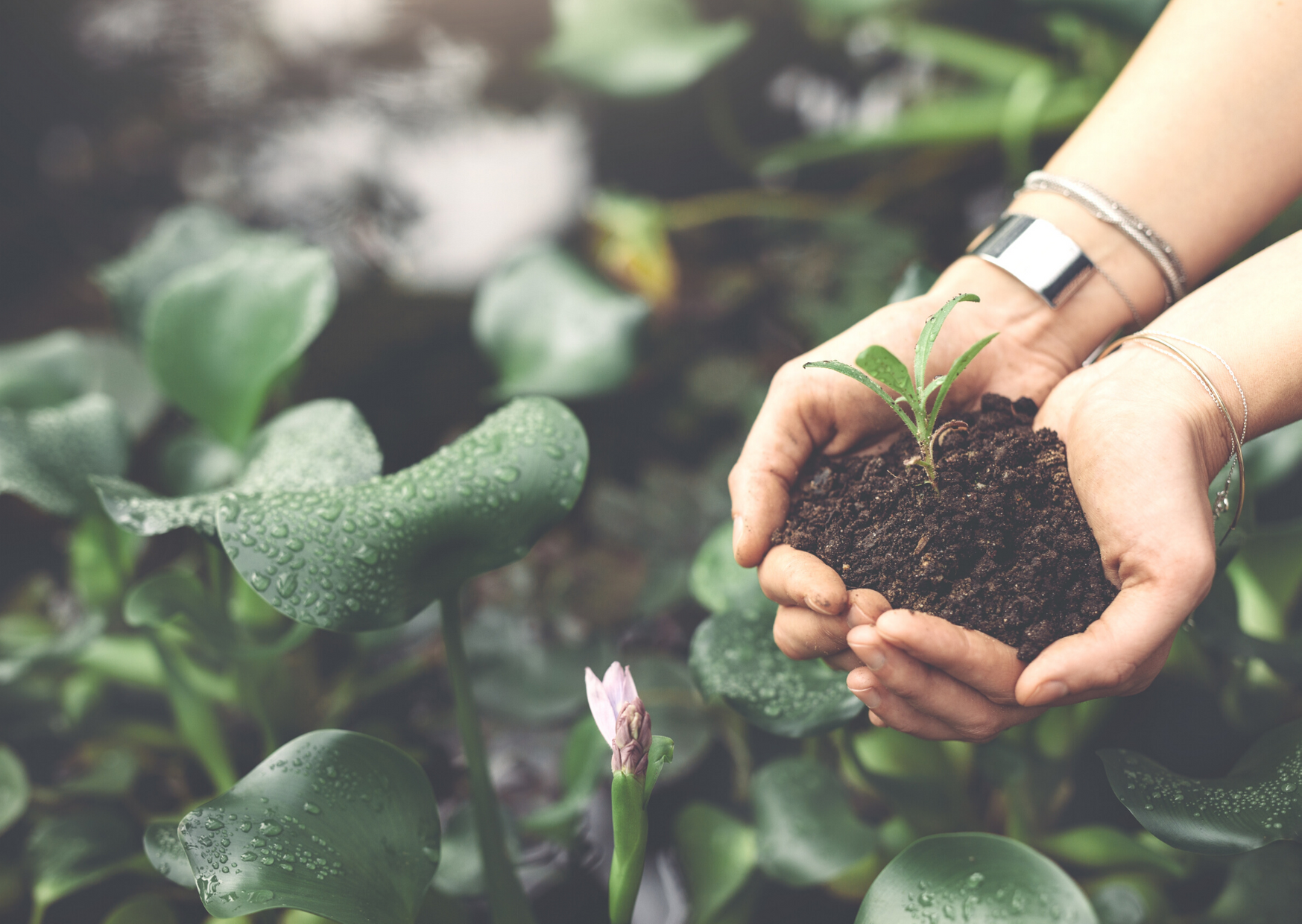 hands holding soil