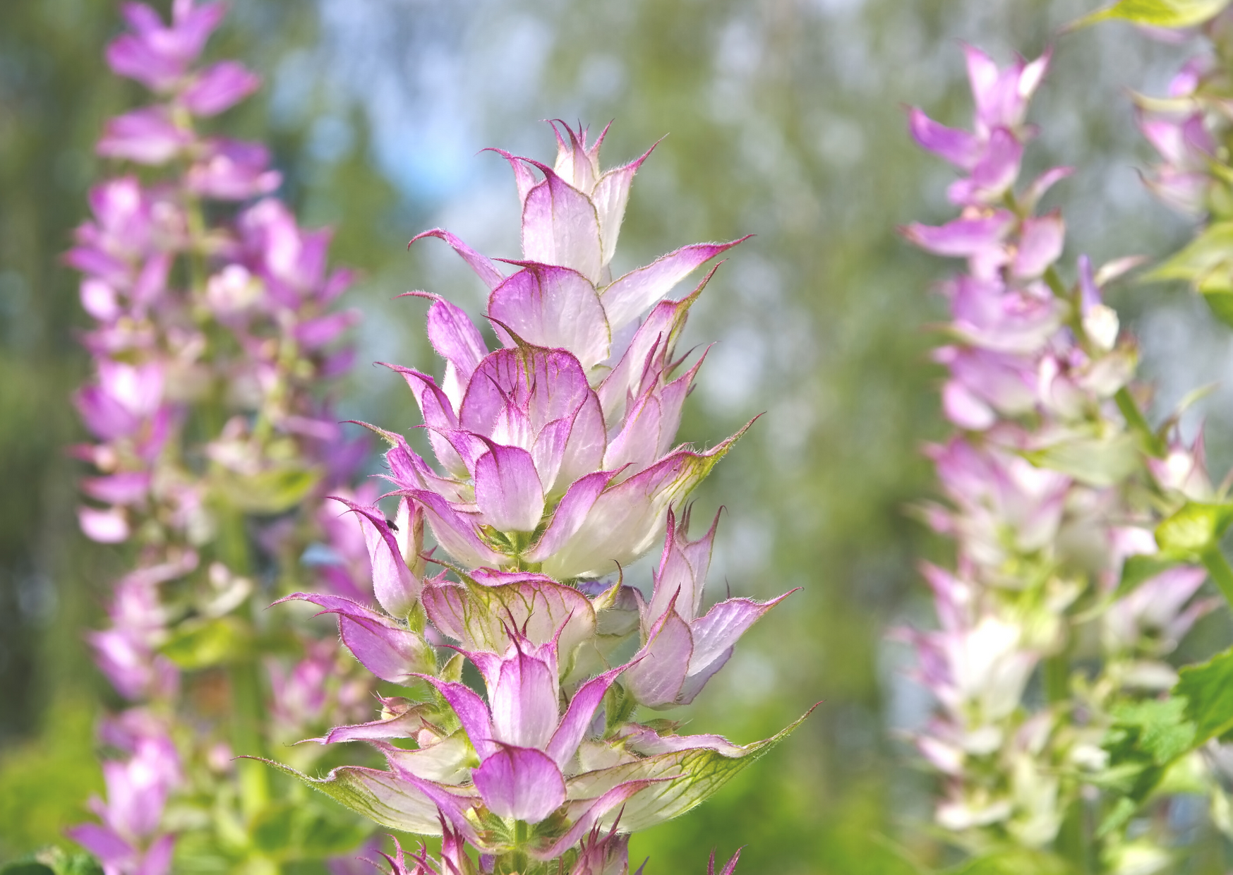 clary sage
