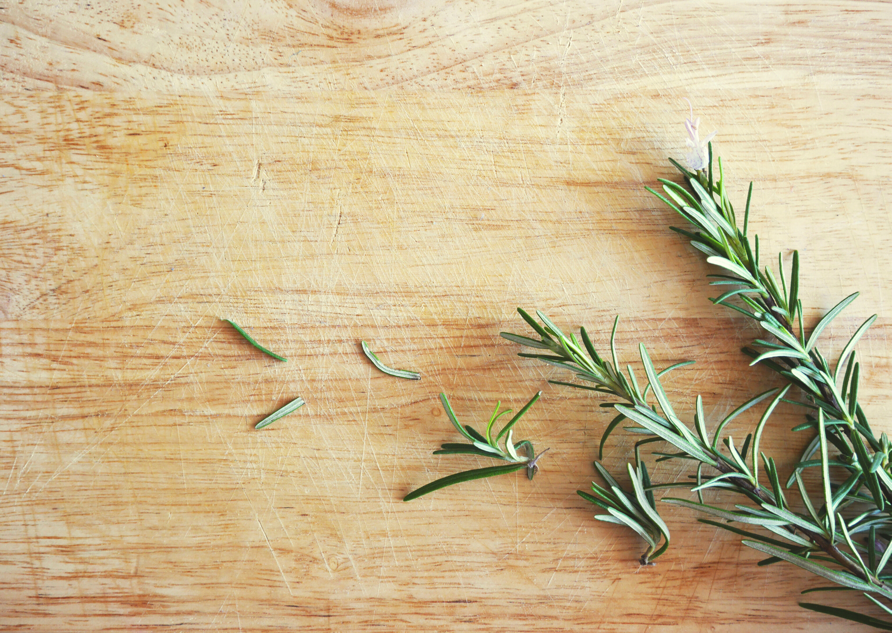 rosemary plant
