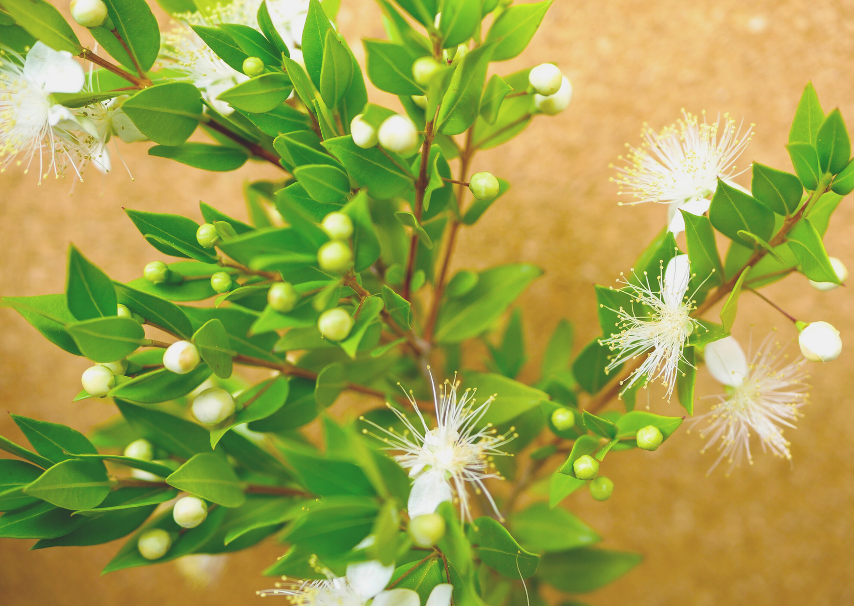 Lemon Myrtle plant