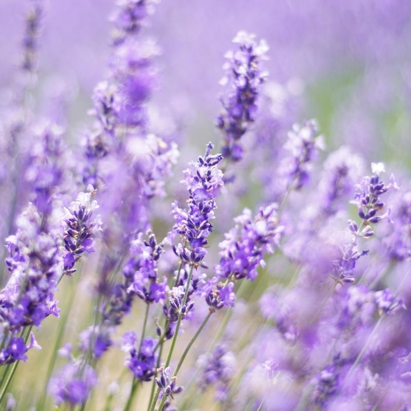 lavender plant