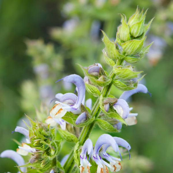 Clary sage