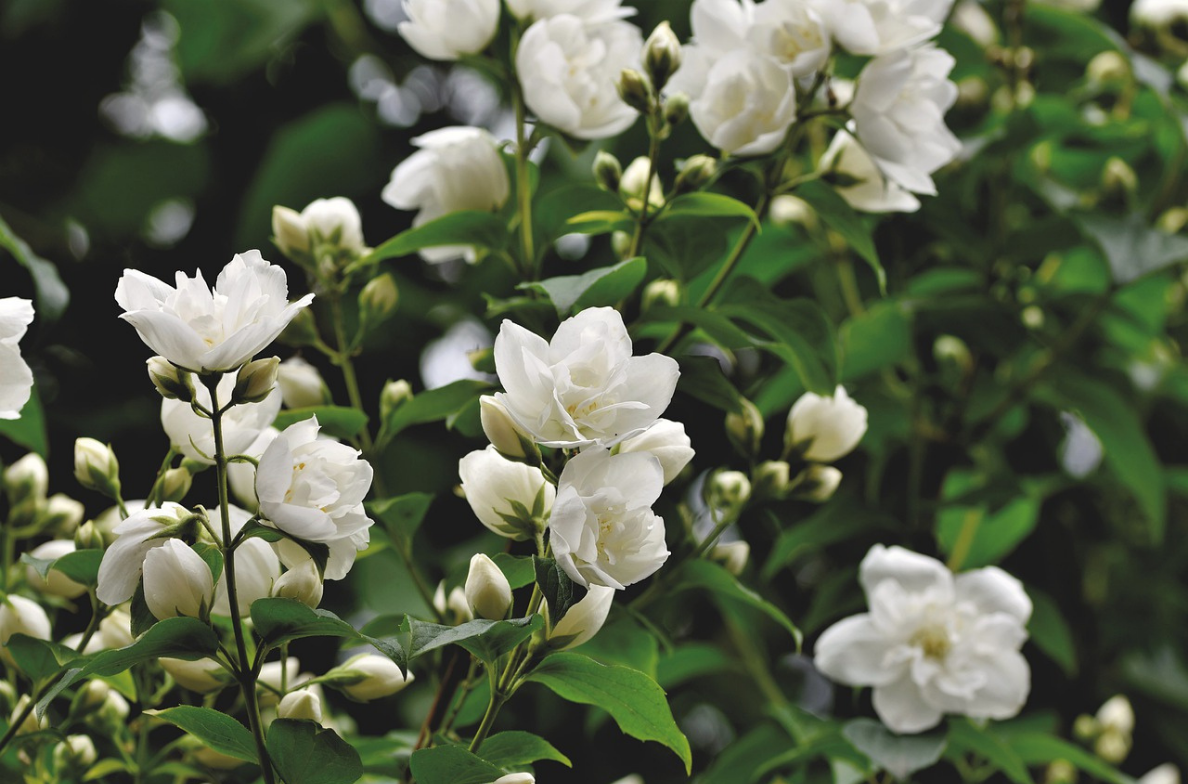 Jasmine flowers
